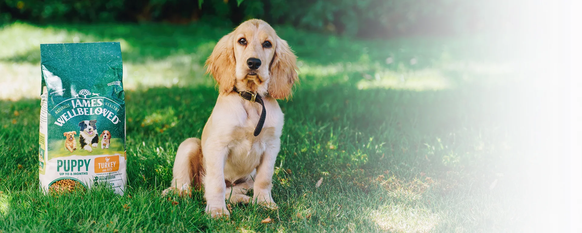 Already a registered James Wellbeloved Breeder? Click below to log-in to our dedicated breeder store: