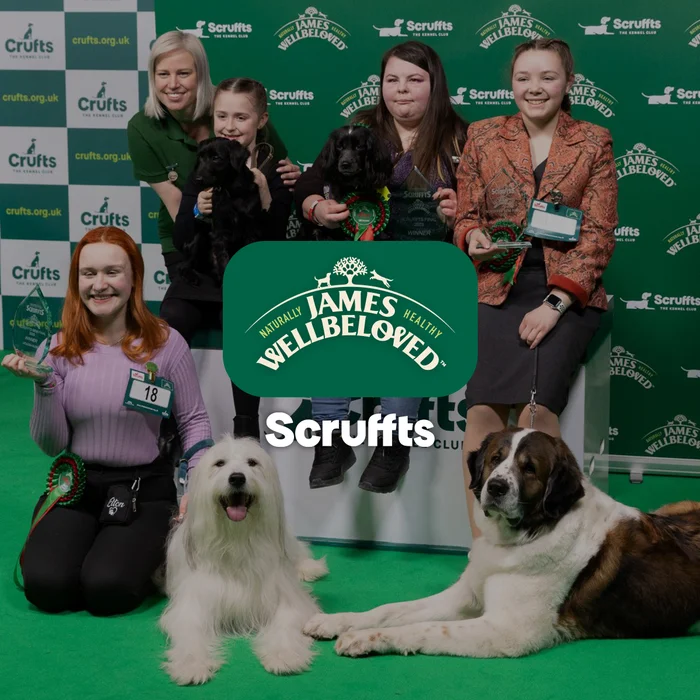 Scruffts and a dog show