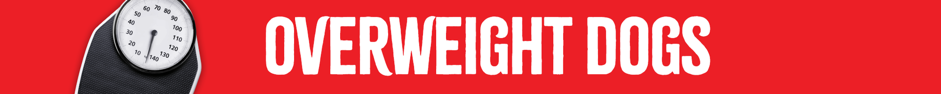 overweight dogs feeding guide