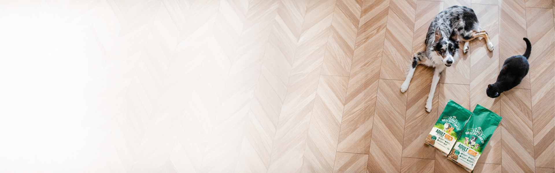 cat and dog eating their food