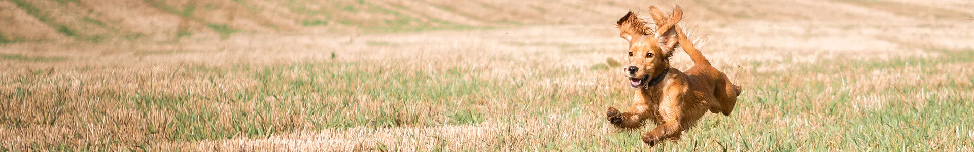 dog in meadow