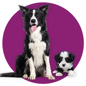 two dogs