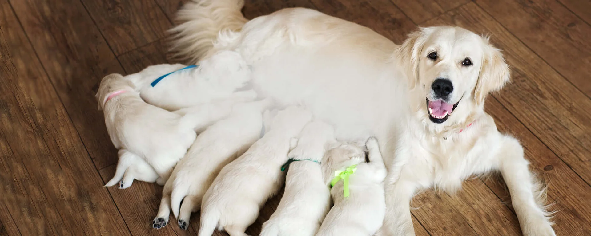 Golden retriever with litter feeding