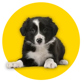 a dog