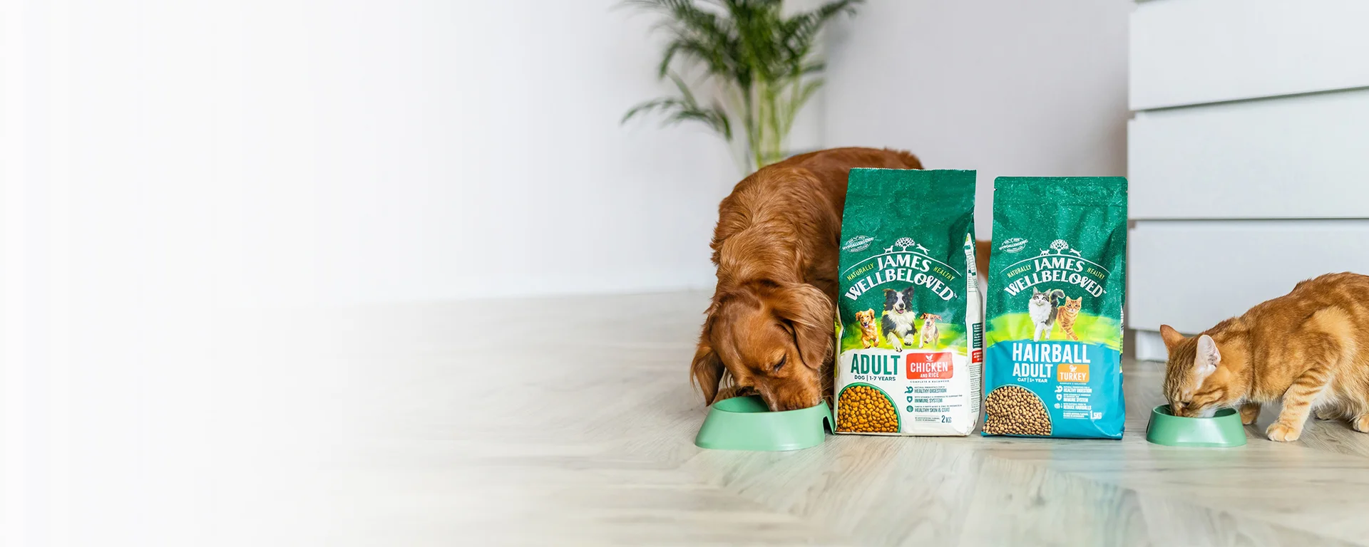 Dog and cat eating food next to each other