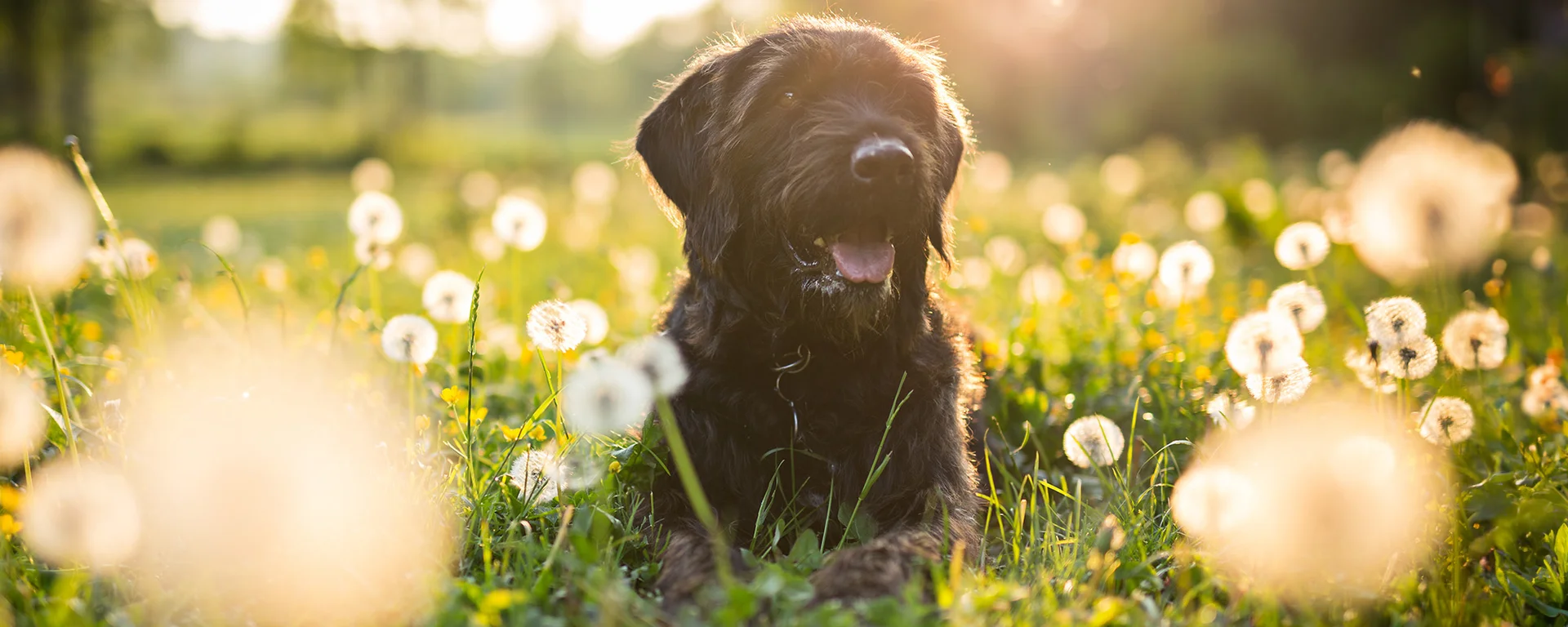 Dog in a field