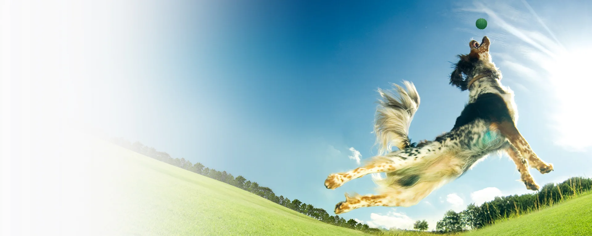 Dog jumping to catch ball on grass