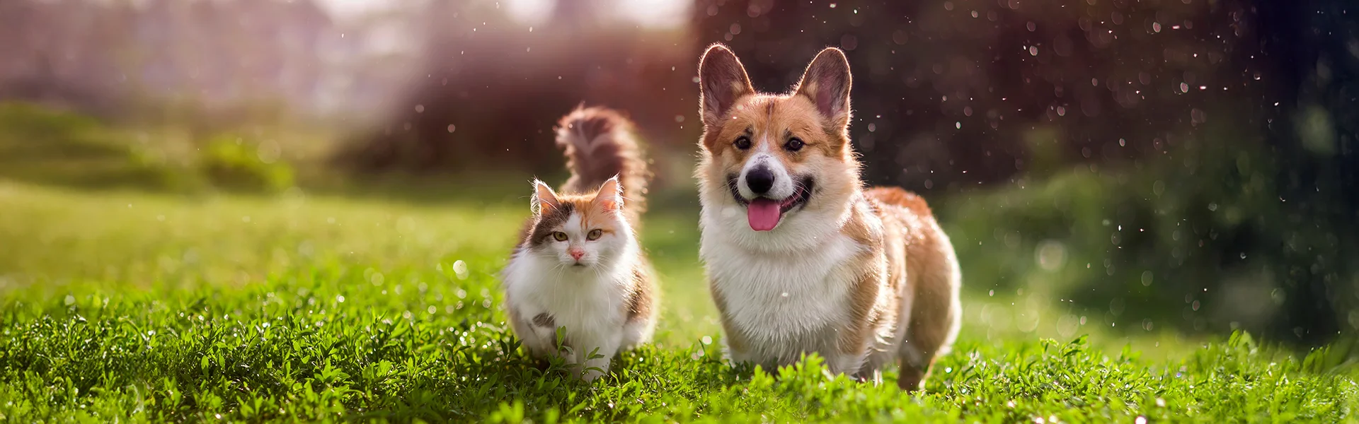 dog and cat in the grass