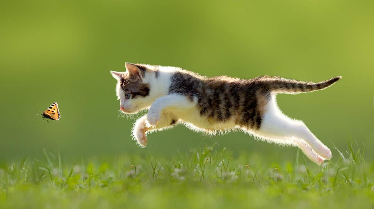 Getting Kittens Your Complete Guide to Getting a Kitten | Wellbeloved™ UK